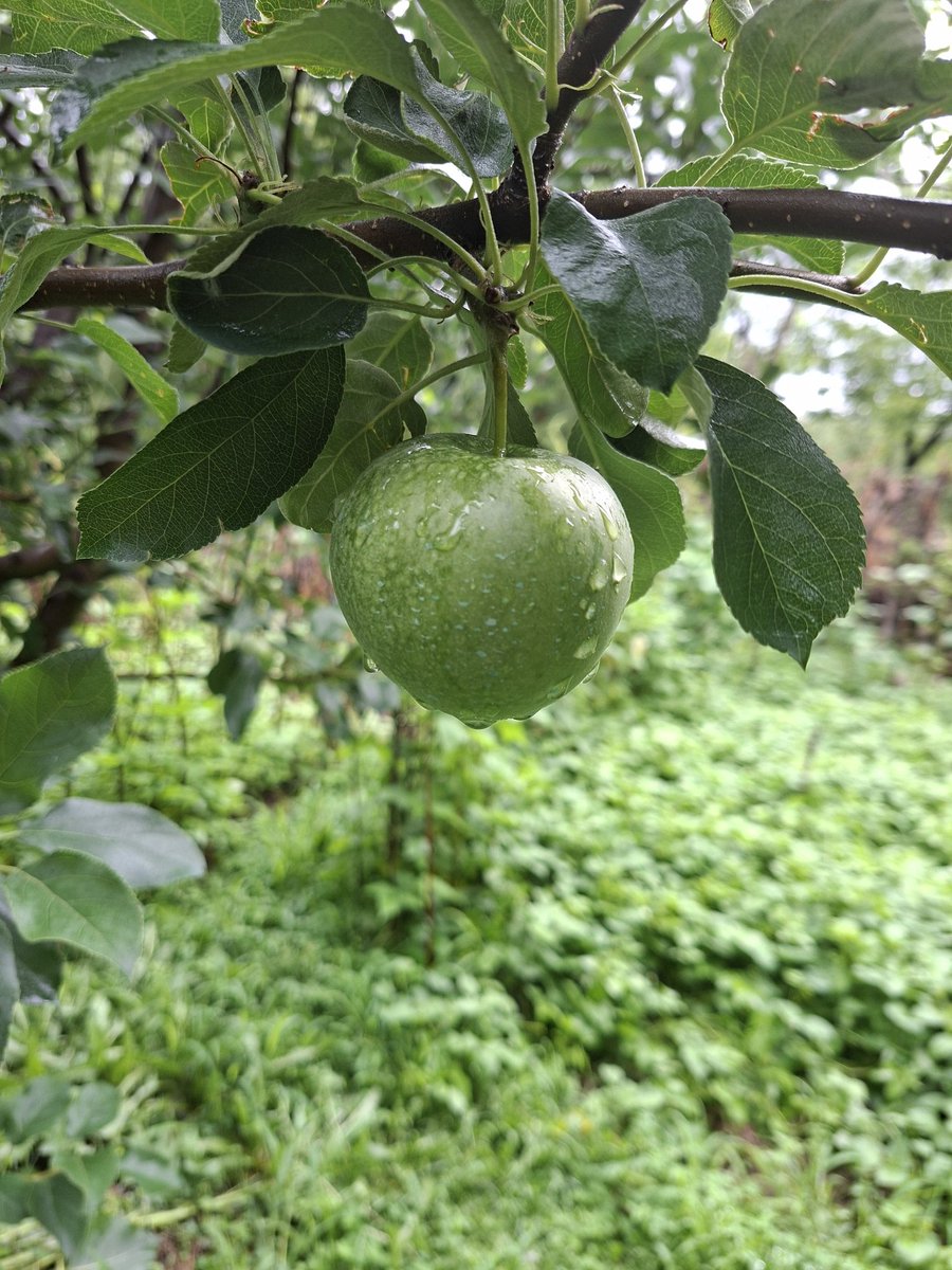 Green apple