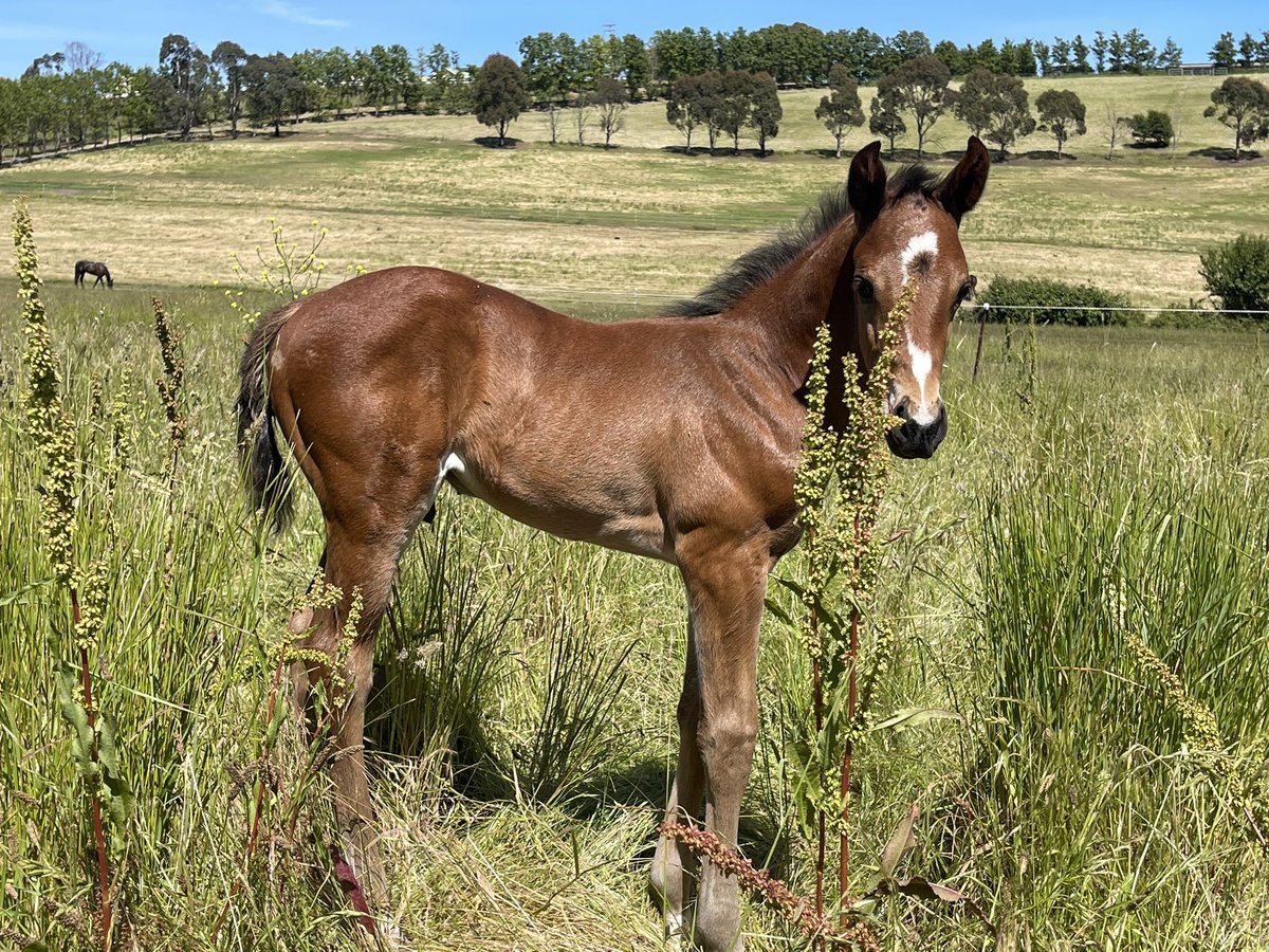 MagnumParkFarm's tweet photo. 🏇 Tempt The Gods makes it back-to-back wins, taking out the 2YO Jack Maher Classic over 1204m at Kilmore! A tough, stylish victory for the Levendi x Hidden Charm gelding.

👏 Congrats to Christopher Grace, Patrick Kearney, Jake Duffy &amp; all involved. #Levendi #StallionWatch https://t.co/zmzU0lm4oz
