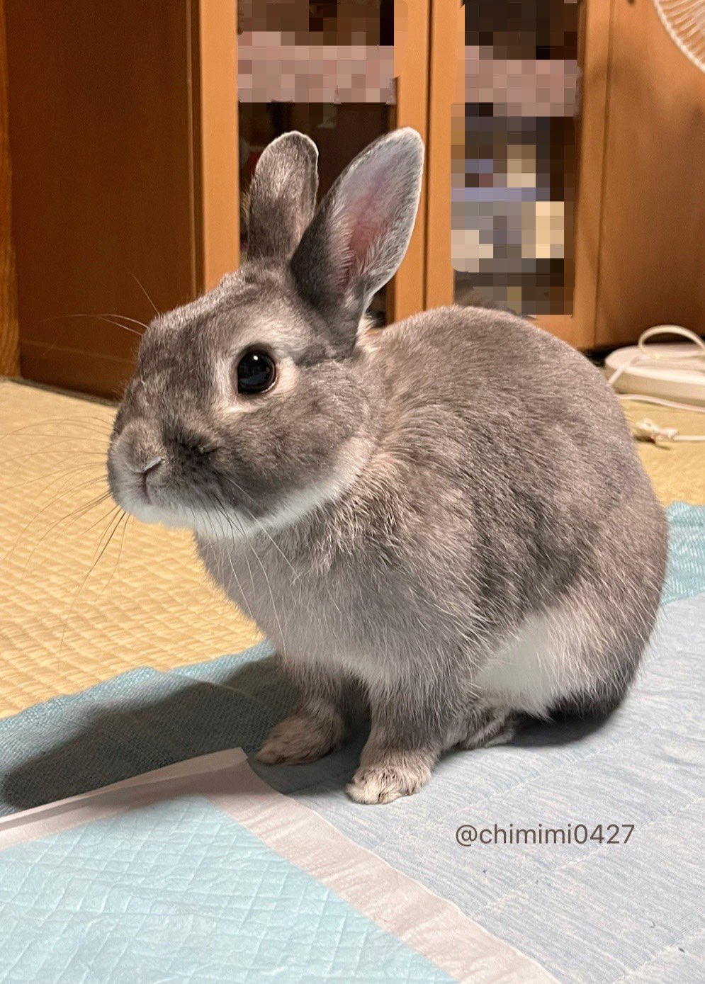 うさぎのちみ🐰🥬 on X: 