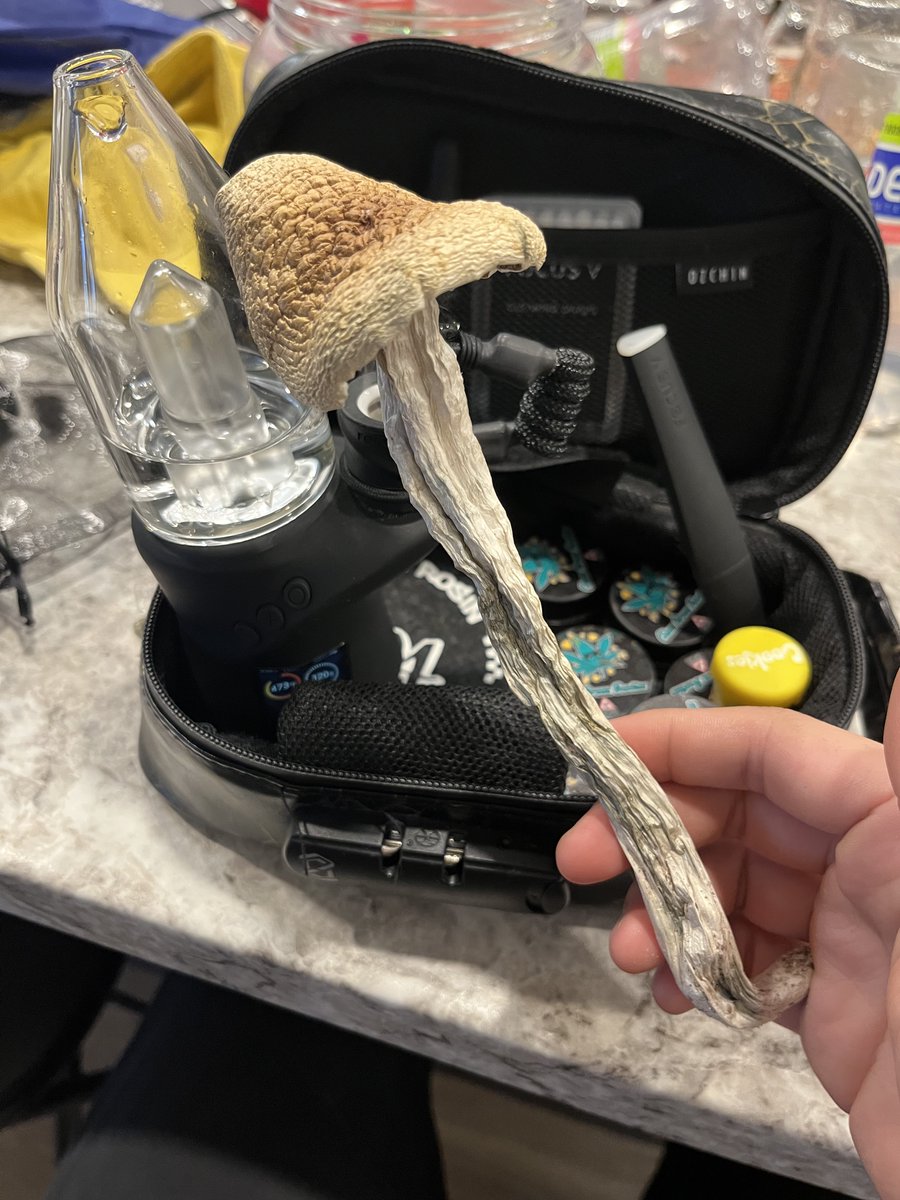 my sister grew a long mushroom wand that makes you feel silly when you eat it!

so proud 🙌