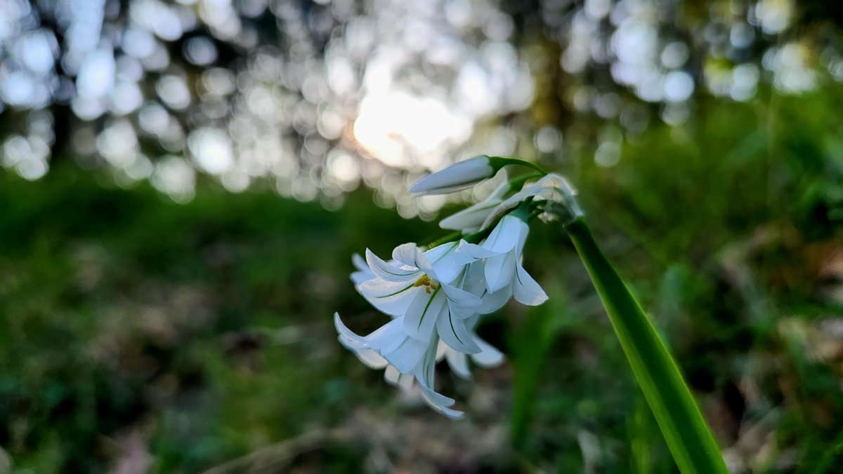 GM Good evening friends ☕️

Are you touching grass today? 🌾🍄🌼

Immerse yourself in nature—where stress fades, clarity blooms, and the soul finds its rhythm. In the quiet of trees and whispers of wind, you remember who you are beyond the noise.