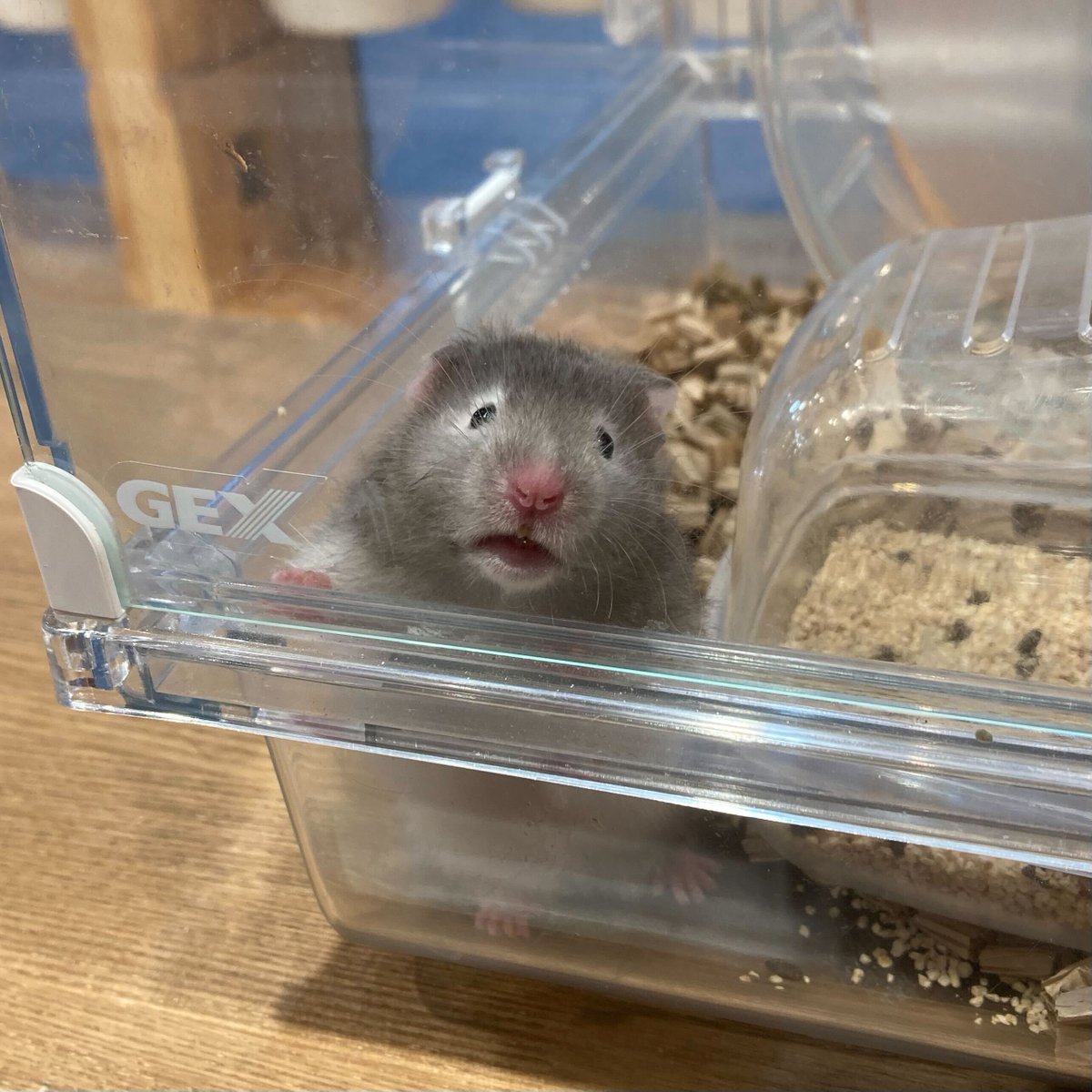 charm_koisikawa's tweet image. 何か語りかけてくれているのに

ハム語がわからない自分が悔しい・・・っ！

#ハムスター