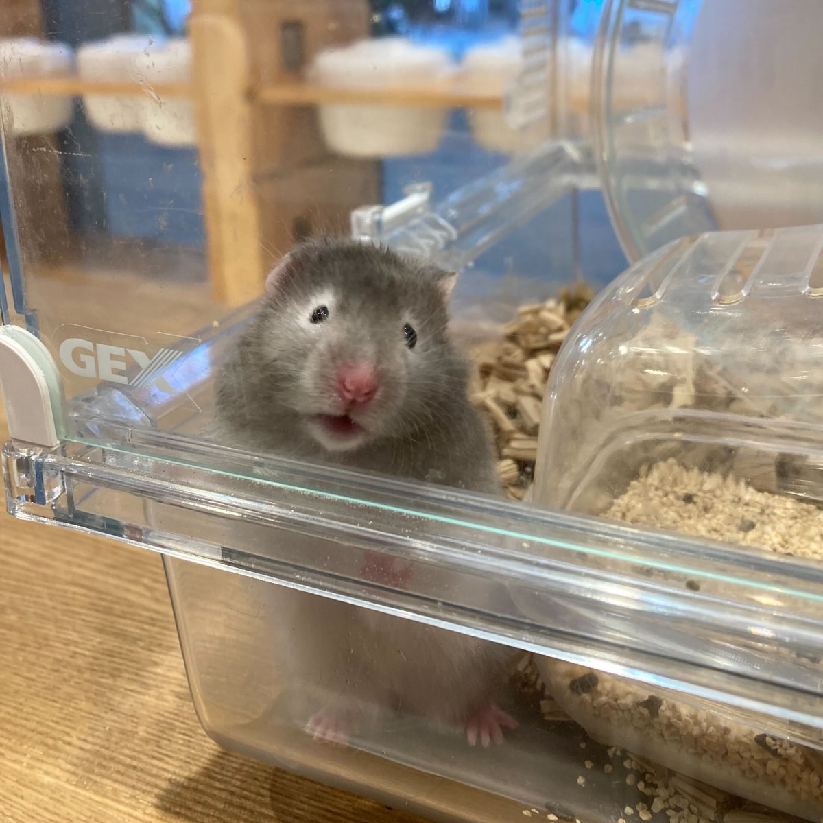 charm_koisikawa's tweet image. 何か語りかけてくれているのに

ハム語がわからない自分が悔しい・・・っ！

#ハムスター