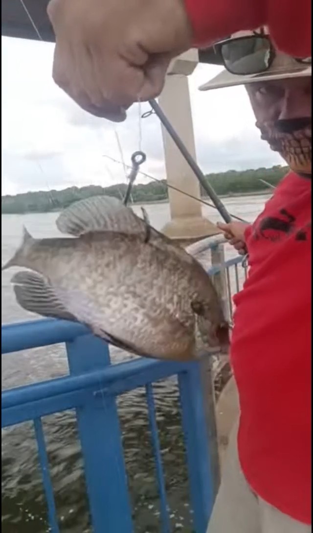 TONEROCK415's tweet photo. LIVE BAIT... 🎣🇺🇸 #FISHANGLERAPP ❣️ ←🐟   #KASTKINGUSA  🇺🇸←🎏
CONTEST IS LIVE  🇭 $ 🇰 TEAM IS THERE .. FREE TO DOWNLOAD THE FISHANGLER APP🔥🔥, MAPS, DEPTH CHARTS, WAYPOINTS, NAVIONICS, TONS MORE JOIN THE FISHING FESTIVITIES 🎣🎣🎣🎣🎣🐟🐟🐟🐟🐟🐟 (PRO-STAFF) https://t.co/W1NoXWE9YA