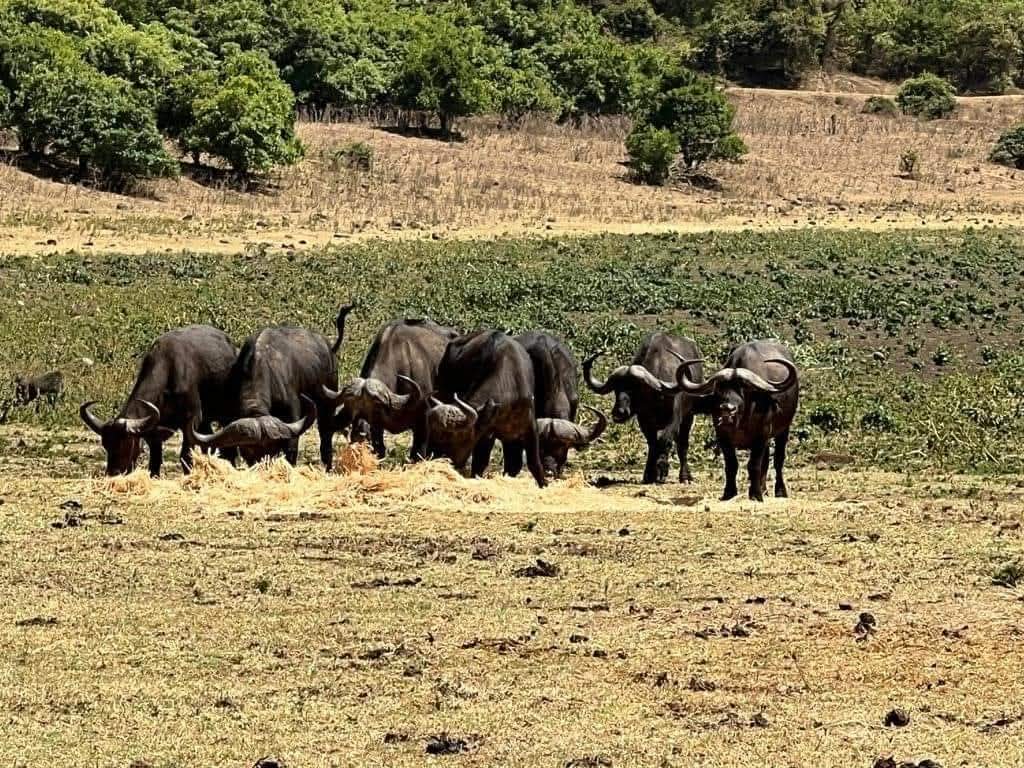 MarsabitNPark's tweet photo. Ready for an adventure that hits different? 
Marsabit National Park is calling—with wild landscapes, cool breeze, starry nights, and unforgettable moments in the heart of nature.

Pack up. Show up. Camp out.
#TunzaMaliYako #ExploreKenyaParks #NatureLovers #AdventureAwaits https://t.co/bVuHZ7bDib