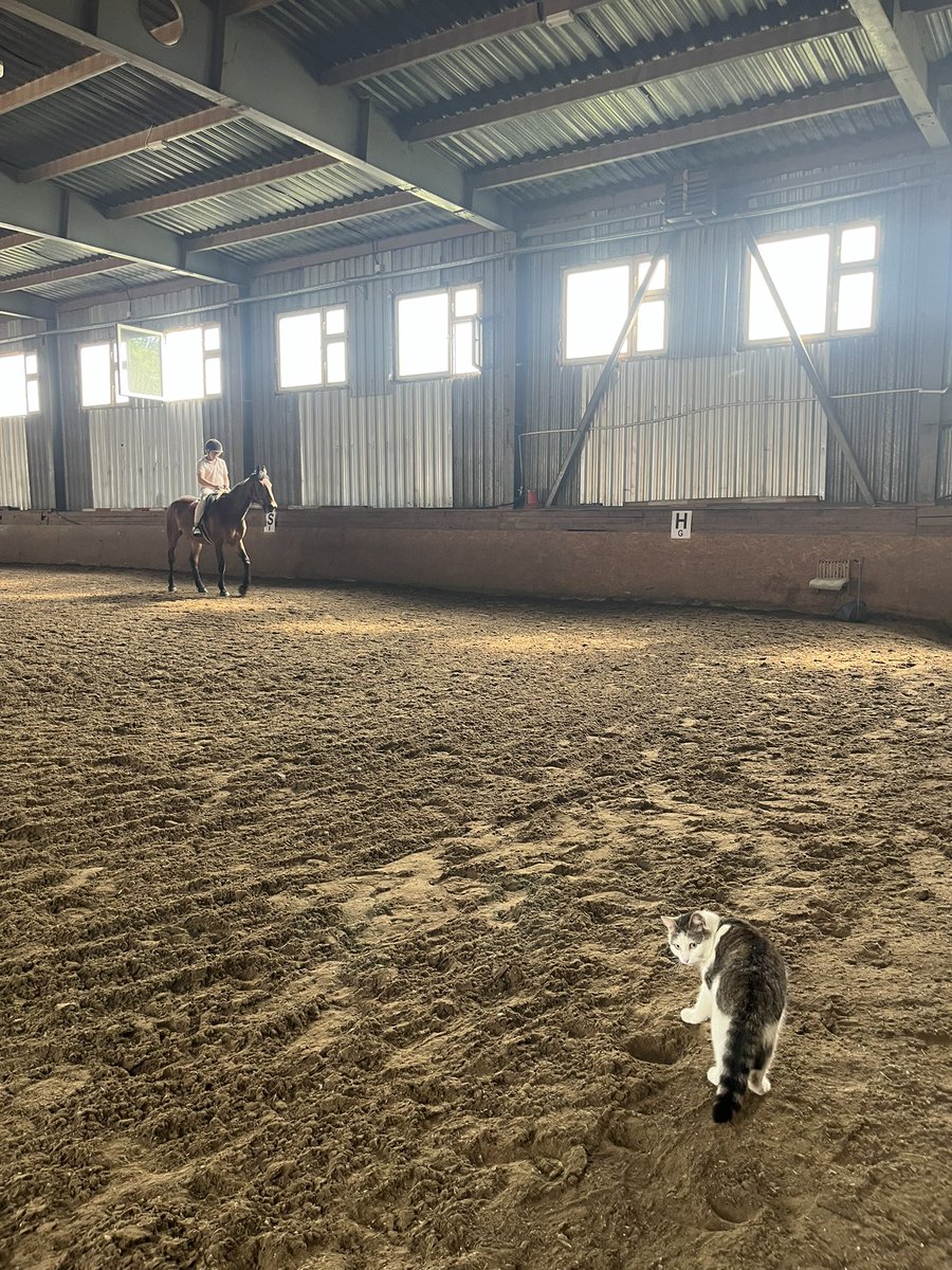 Кот наверное думает: «охуеть какой большой лоток».