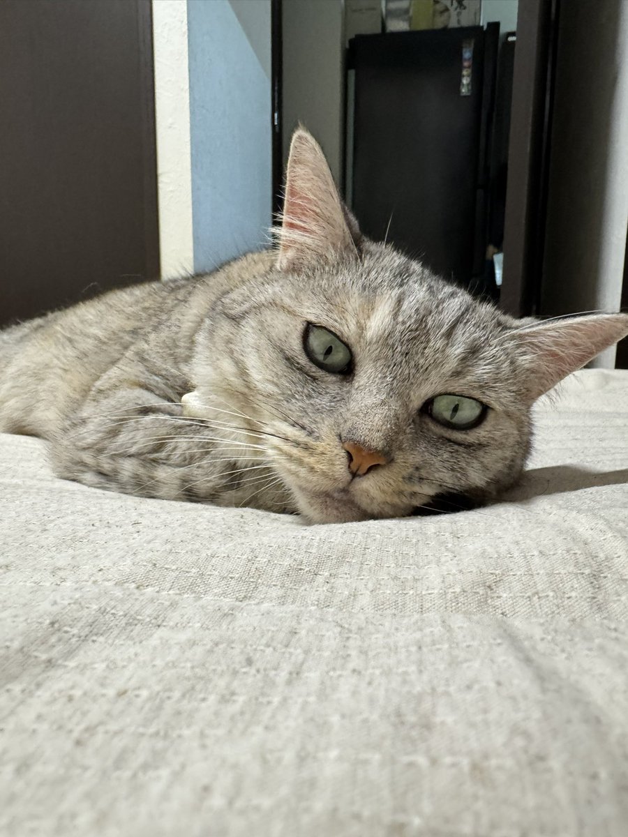 夏場は布団に一切近付いてくれなかったのに、、、、、😂無印ありがとう😭💕