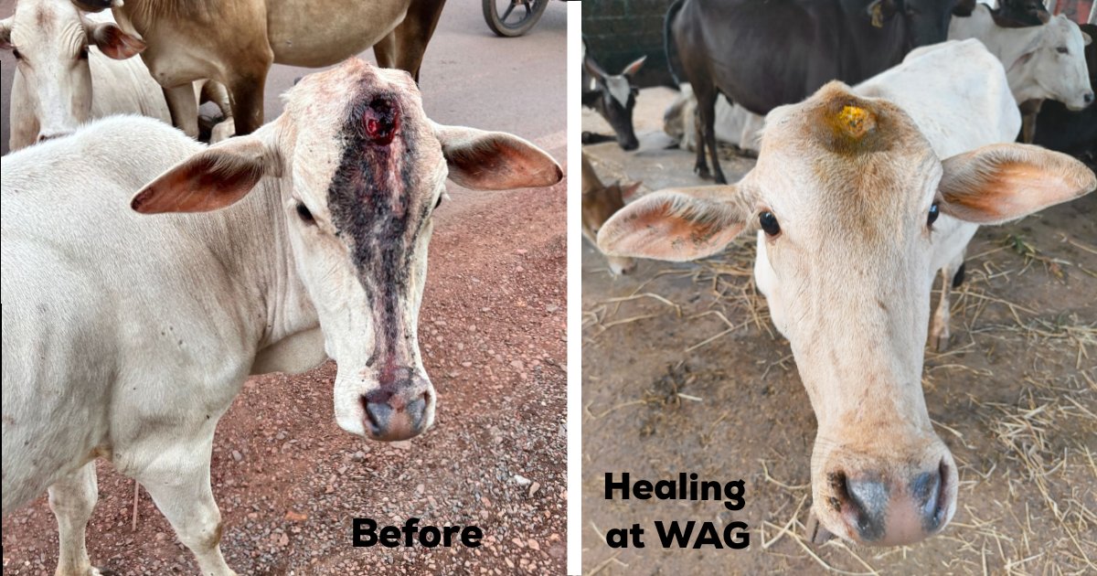 Our rescued little calf is getting better everyday.
#ngo #AnimalWelfare #cow