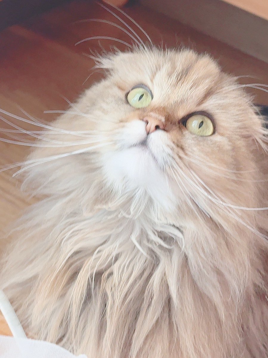 Re_cats_'s tweet photo. ( ˙꒳​˙  )ｼﾞｰｯ…ん？(。´･ω･)ん?

……(  ˙꒳​˙ )ｼﾞｰｯ

#スコティッシュフォールド
#猫のいる暮らし
#猫好きさんと繋がりたい
#猫 https://t.co/ZeXuQbUVmk