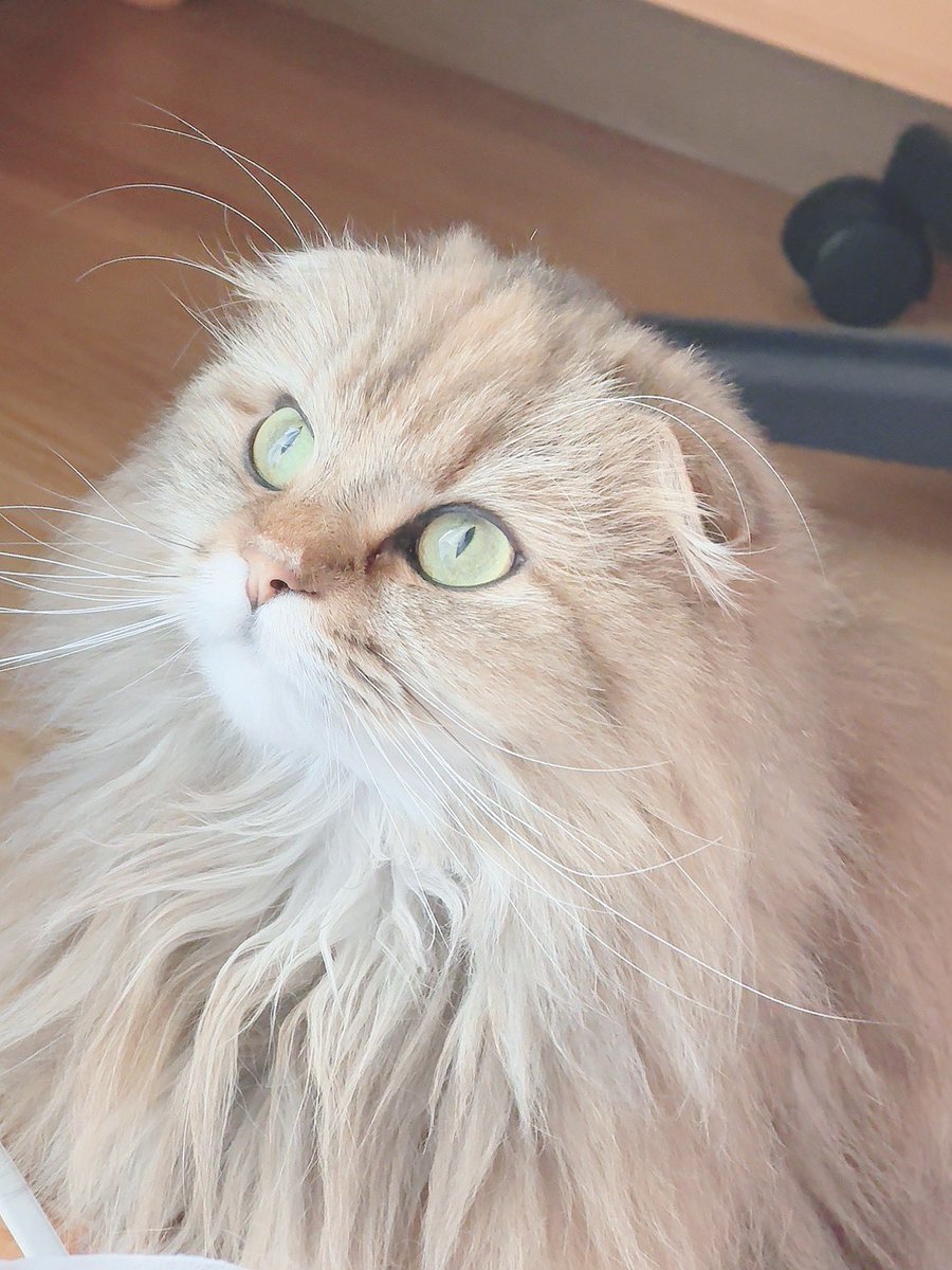 Re_cats_'s tweet photo. ( ˙꒳​˙  )ｼﾞｰｯ…ん？(。´･ω･)ん?

……(  ˙꒳​˙ )ｼﾞｰｯ

#スコティッシュフォールド
#猫のいる暮らし
#猫好きさんと繋がりたい
#猫 https://t.co/ZeXuQbUVmk