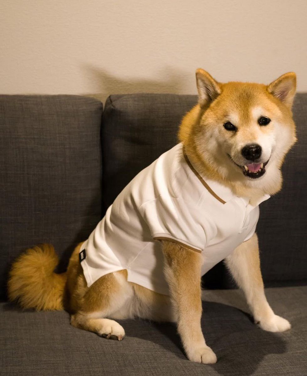 MARU🔹

It looks like reversal will happen. The chart is healthy. I'm buying some. Let's watch🔥🚀

Maru became an internet sensation after Ono started sharing his photos and videos in 2007, showcasing his playful, photogenic charm and adventures across Japan. Maru’s positivity,