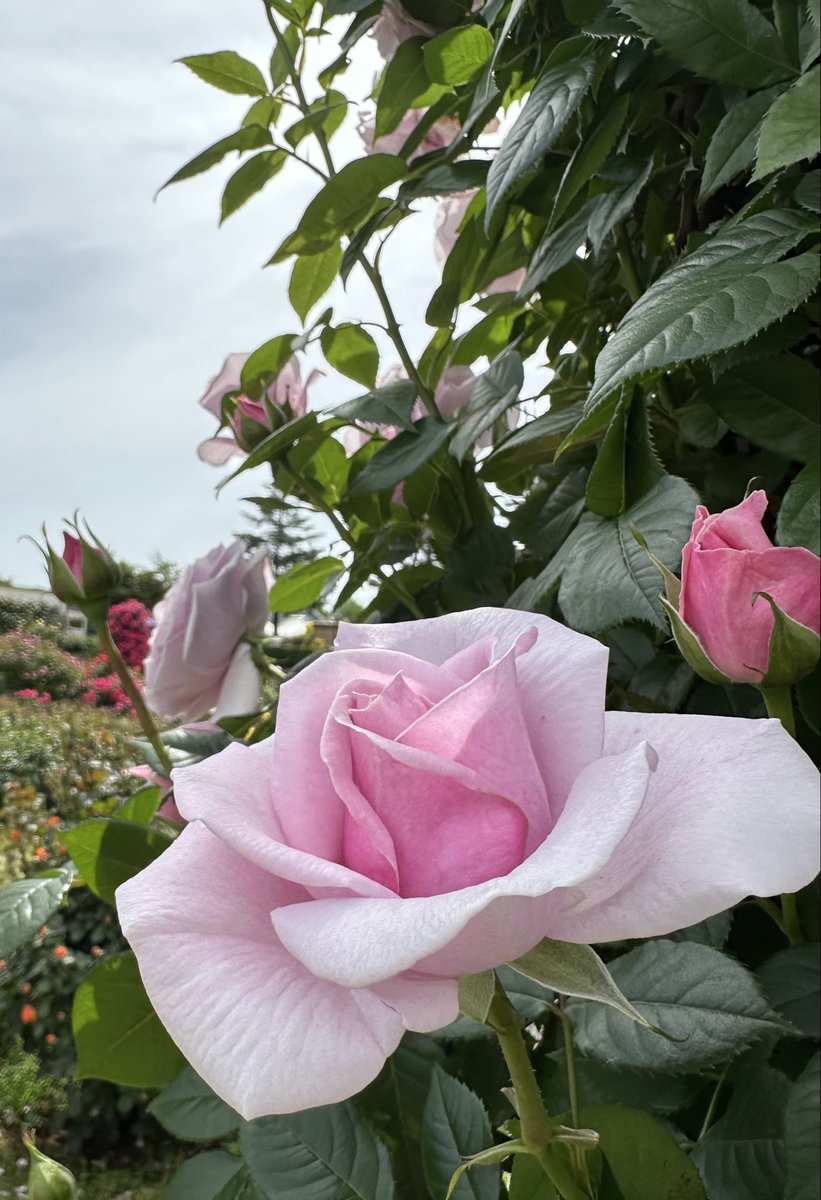 薔薇は「パフュームドレス」🌹
( Rose Perfume Dress )

素敵な日曜日を🌹🍀🩷🌱😊
Good  Sunday Afternoon ♪

#PerfumeDress
#パフュームドレス