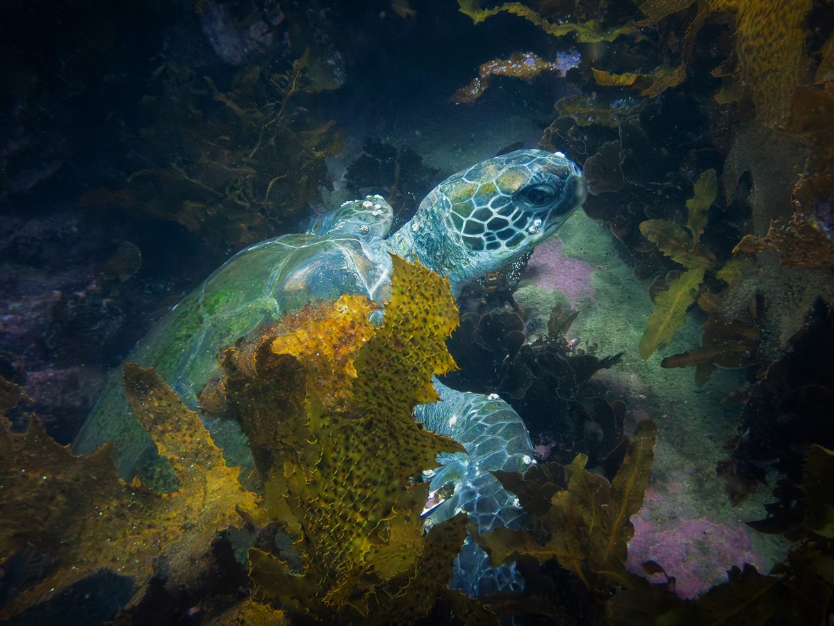 Had a great dive at Fairy Bower today #padi #scubadiving