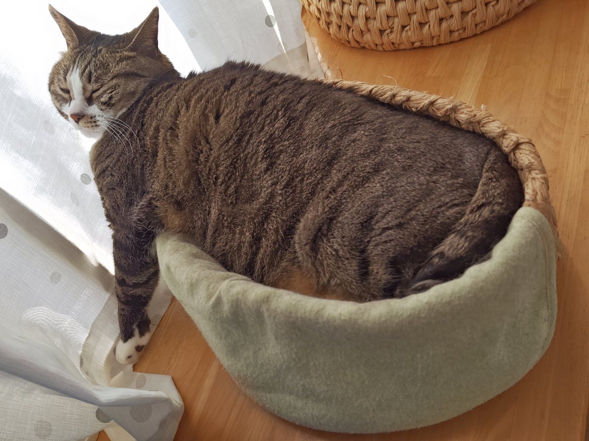 窓に寄っかかってる🤣
初めて見たこんな格好(^^;
どうしたらこうなるの❓

 #猫