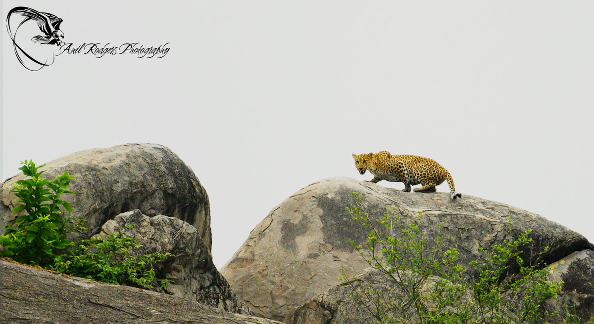 Leopard Sariska ....Contact for Wildlife Excursions across Rajasthan WhatsApp  E-mail : rodgers.anil@gmail.com #leopard, #sariskatigerreserve, #wildlife, #wildlifephotography, #anilrodgers, #safari, #bestnaturalist, #rajasthan, <a href="/followers/">はうはう</a> <a href="/highlight/">highlight</a>