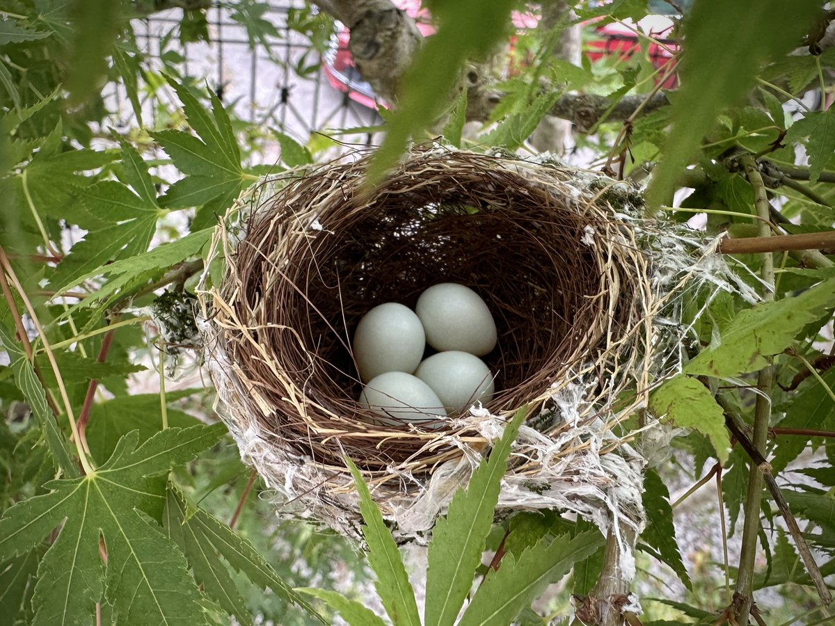 ryo_shiotani's tweet image. 気付くと部屋の窓から見える場所にメジロの巣が!これまでも庭に数回営巣してくれましたが、これほど人の生活に隣接しているのは初めて。しばらくはブラインドを閉めて、人の気配を消しつつ、そっと見守ろうと思います。