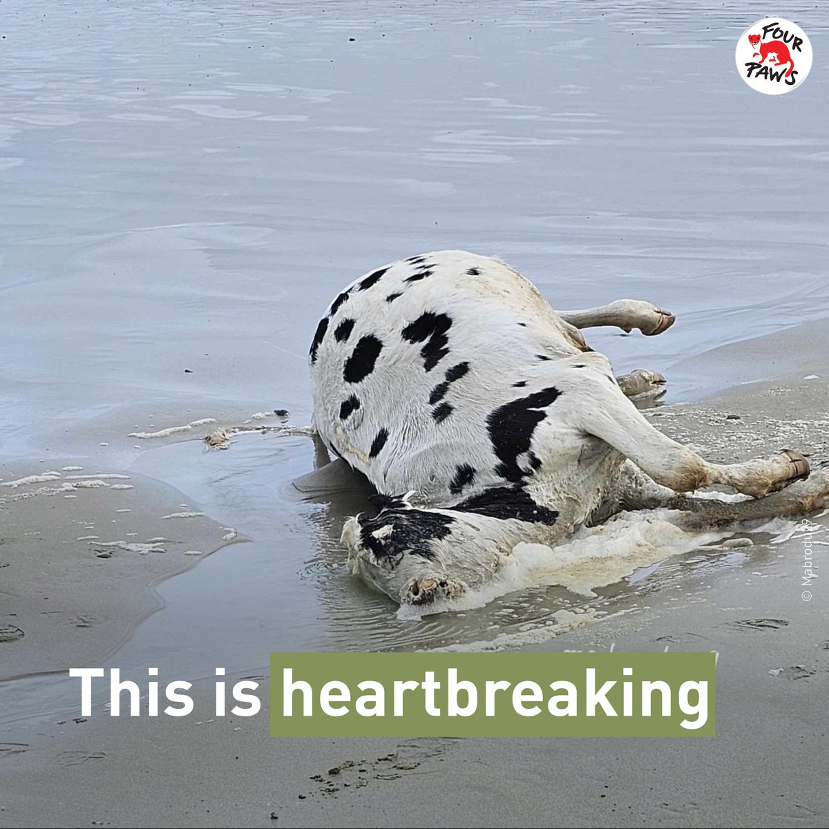🚚 #StopTheTrucks: This dead cow  washed up on a French beach 🐮🏖️. Did you know that on transport ships 🚢 no animal welfare laws apply that ensure the protection of the animals?  

‼️ Please #DoBetterForAnimals and sign our petition ➡️ brnw.ch/21wU6uY