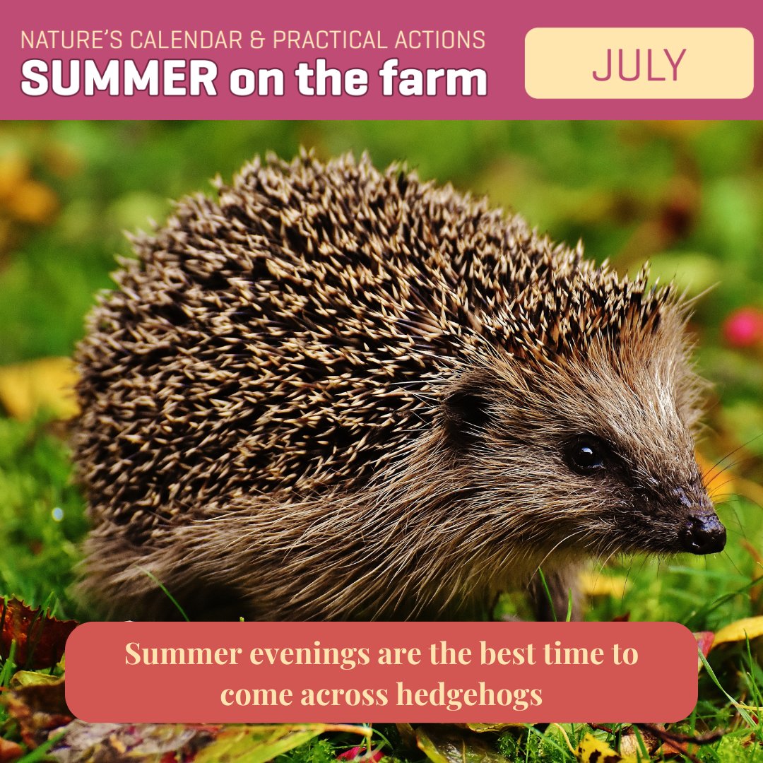 farmfornature's tweet image. Snuffling and grunting like a pig (its young are called hoglets!), the hedgehog is out and about looking for food.
They can travel 1 to 2 km each night in search of food – their diet includes earthworms, beetles, spiders and slugs.
#farmingfornature #noticingnature