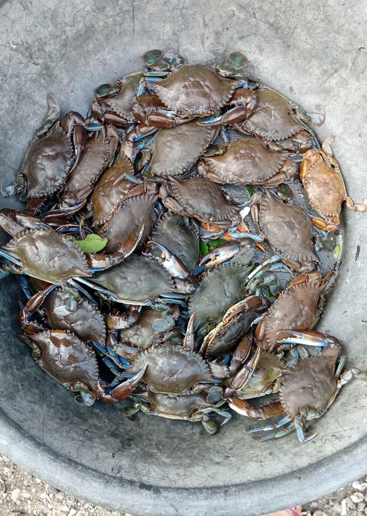 tamunoM1's tweet image. Seafood by Zee² is a growing seafood business based in Port Harcourt specializing in the sale of fresh, high-quality seafood including fish, prawns, crabs, snails, and periwinkles. We serve both walk-in customers and bulk buyers, ensuring consistent supply and freshness.