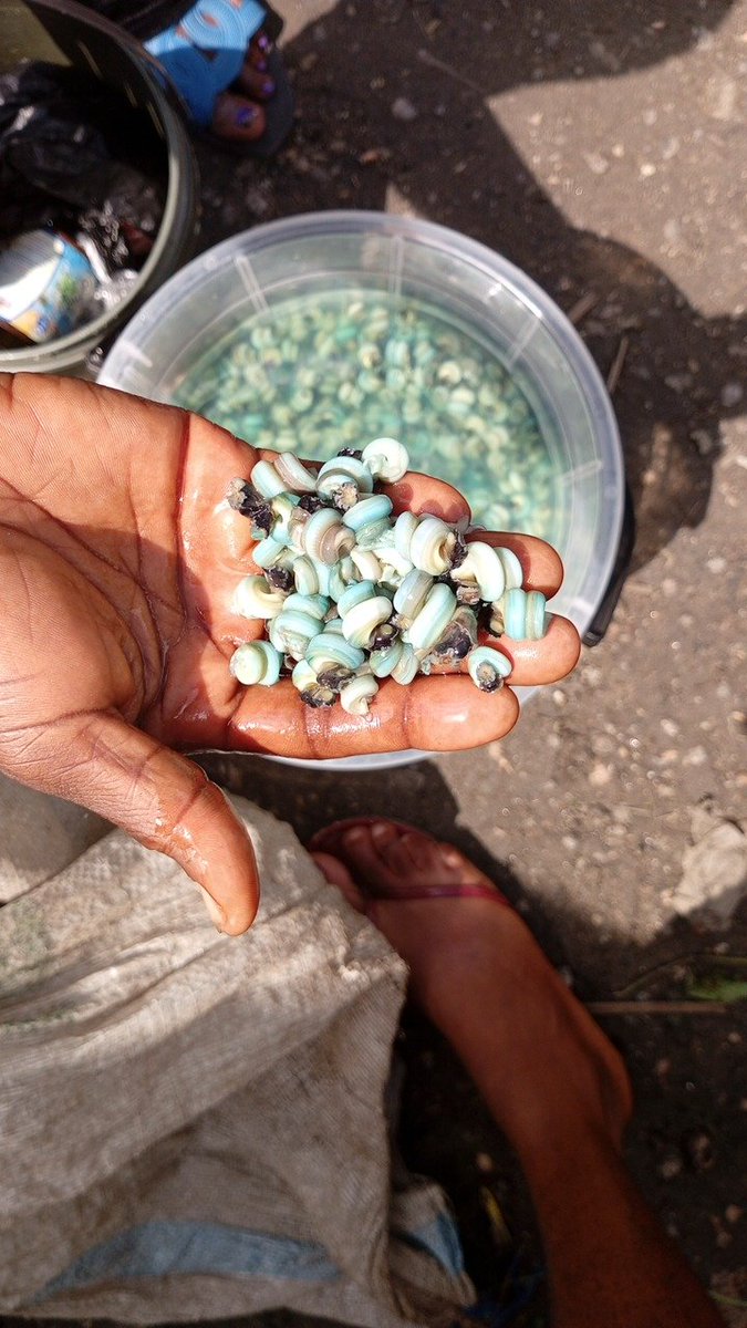 tamunoM1's tweet image. Seafood by Zee² is a growing seafood business based in Port Harcourt specializing in the sale of fresh, high-quality seafood including fish, prawns, crabs, snails, and periwinkles. We serve both walk-in customers and bulk buyers, ensuring consistent supply and freshness.