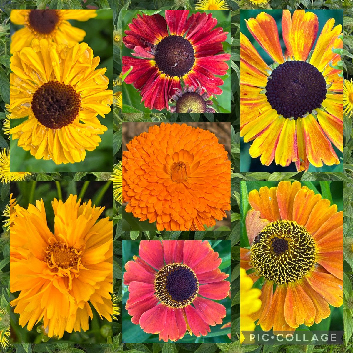 HelenMSimpson26's tweet image. Super, sunny, Sunday morning, with the hot colours currently in my garden, helenium, coreopsis and marigold. Have a relaxing day. #SevenonaSunday