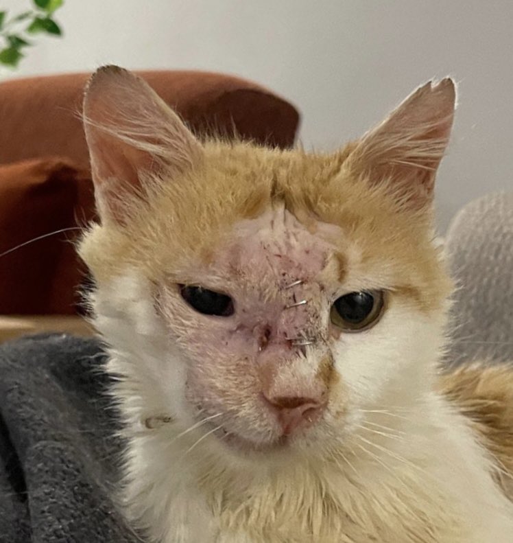 İyileşince daha da daha da güzelleşecek. Lütfen kalan ömrü güzel bir yerde geçsin.