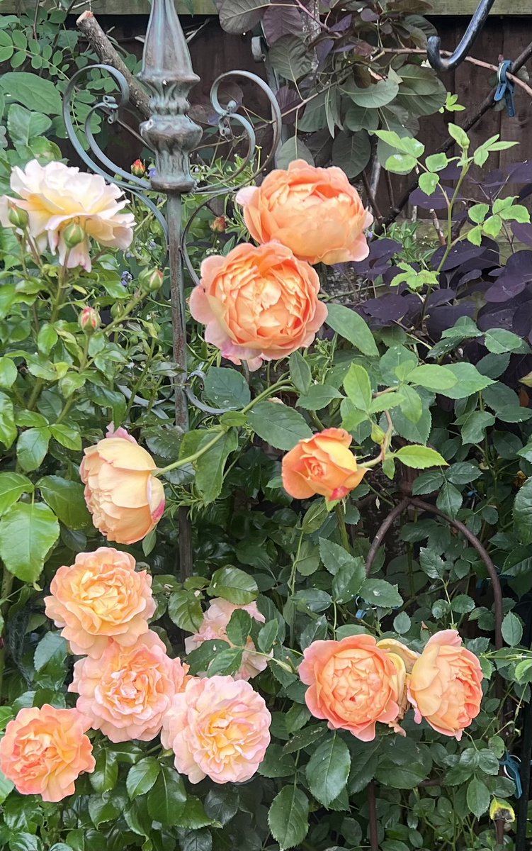 Trinkle96619465's tweet image. #SundayYellow-just a touch with a peachy blush. ๐ Good morning ๐