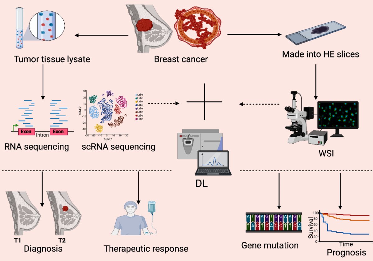 ifantasysoft's tweet photo. CellLENS revolutionizes precision medicine! Deep learning AI creates detailed cell profiles to identify rare immune cells, boosting cancer diagnostics. A major leap forward in healthcare. #AI #Healthcare #PrecisionMedicine https://t.co/bGAIdoPkEl https://t.co/oIOY1s25KW