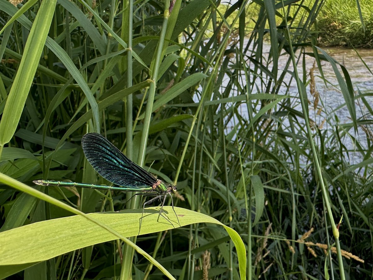 InawashiroAQ's tweet image. 本日のフィールド調査で出会ったアオハダトンボ。
翅の輝きがなんとも言えません!
#アオハダトンボ #カワトンボ #水生昆虫 #カワセミ水族館 #猪苗代町