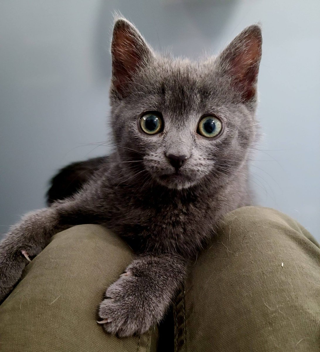 GalwaySPCA's tweet image. Billy is a quiet, thoughtful girl. She’ll keep you company from a comfortable spot nearby. She prefers sitting next to you rather than on your lap but with patience and love we believe she'll form a deep, loyal bond with her special someone.
gspca.ie/pages/pet/billy
#GalwaySPCA