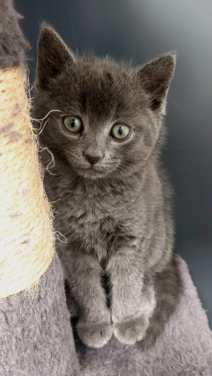 GalwaySPCA's tweet image. Billy is a quiet, thoughtful girl. She’ll keep you company from a comfortable spot nearby. She prefers sitting next to you rather than on your lap but with patience and love we believe she'll form a deep, loyal bond with her special someone.
gspca.ie/pages/pet/billy
#GalwaySPCA
