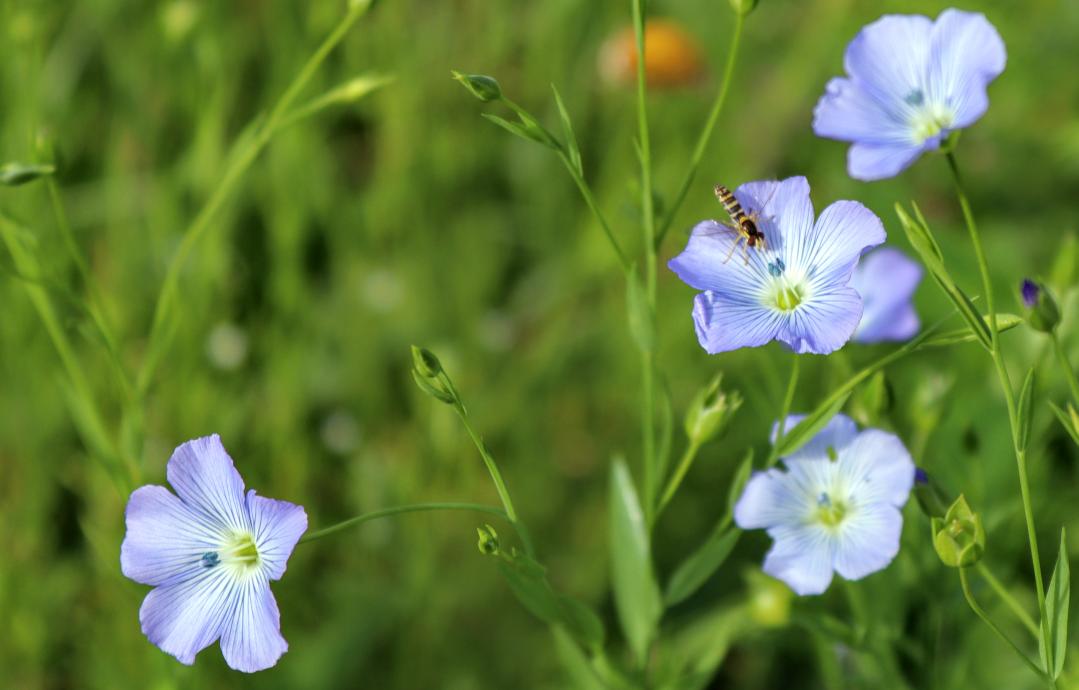 HPaluste's tweet photo. Morning
#insects #nature #naturfotografie #gooddayX https://t.co/UjYNJLeUaT