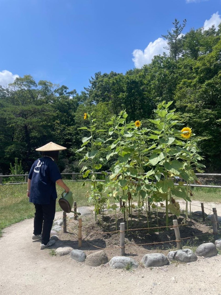 ghibliparkjp's tweet image. どんどこ森の浮き島ではお客様がどんどこ踊りを楽しんでくださったおかげもあり、立派なヒマワリが咲きました。サツキとメイの家では風鈴の音がひとときの涼を届けてくれています。夏本番です。ぜひ熱中症対策をして楽しみに来てください。