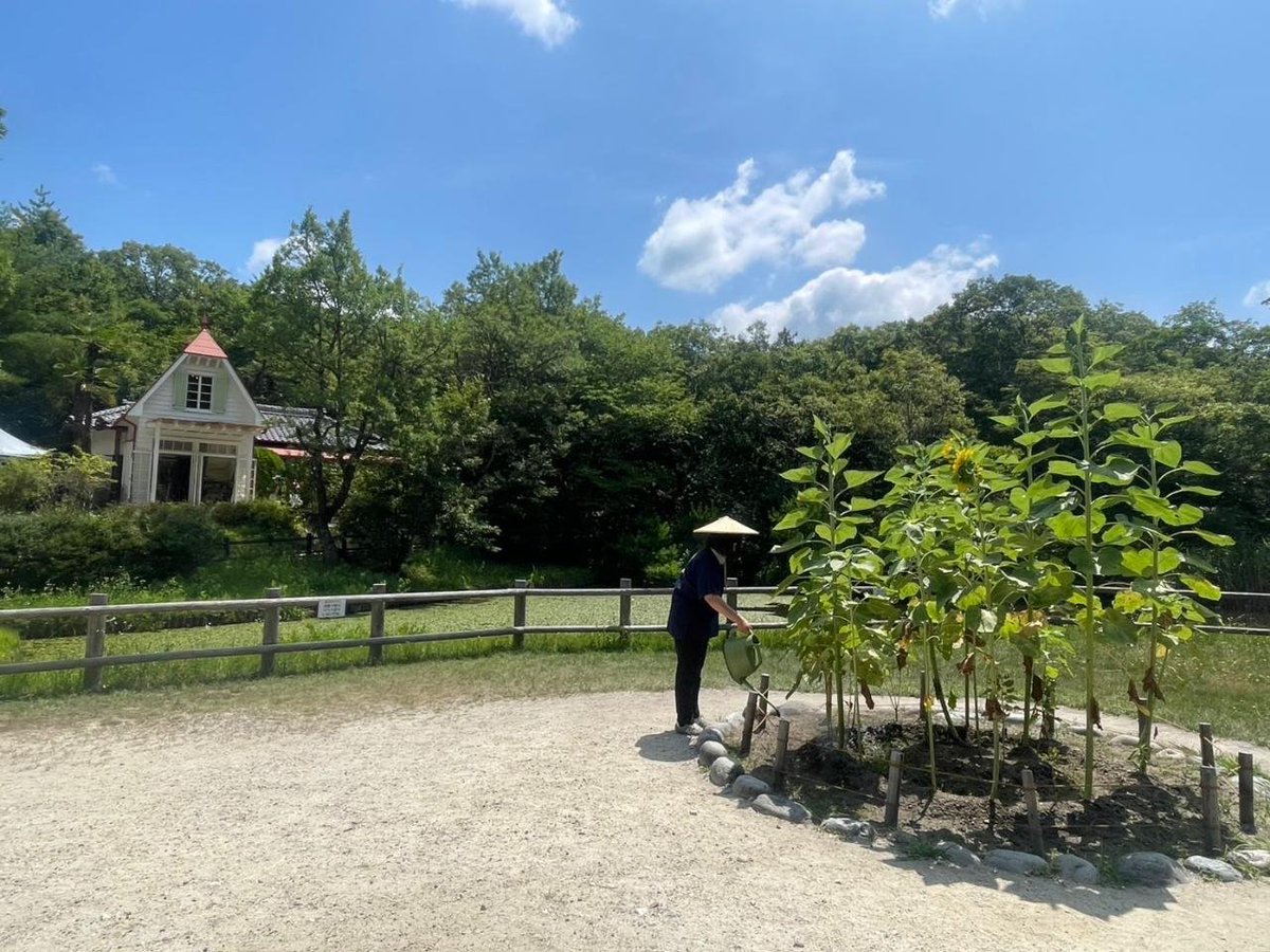 ghibliparkjp's tweet image. どんどこ森の浮き島ではお客様がどんどこ踊りを楽しんでくださったおかげもあり、立派なヒマワリが咲きました。サツキとメイの家では風鈴の音がひとときの涼を届けてくれています。夏本番です。ぜひ熱中症対策をして楽しみに来てください。