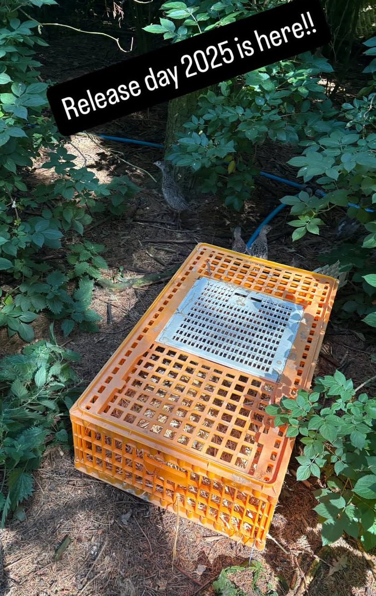 SouthDaltonWarbler tweet media