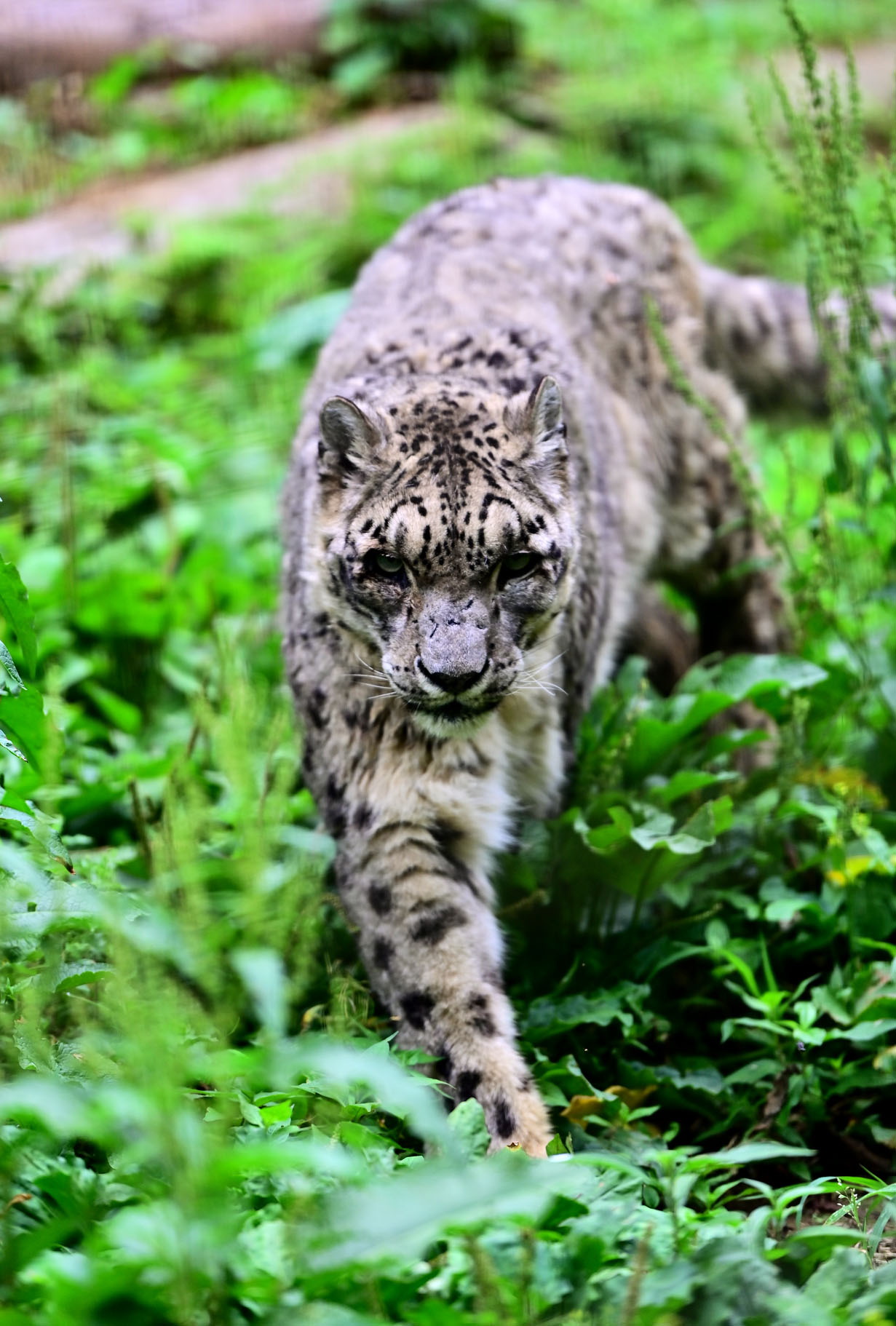 不思議な動物 ナショナル ジオグラフィック日本版 2025年7月号（嫌われがちな