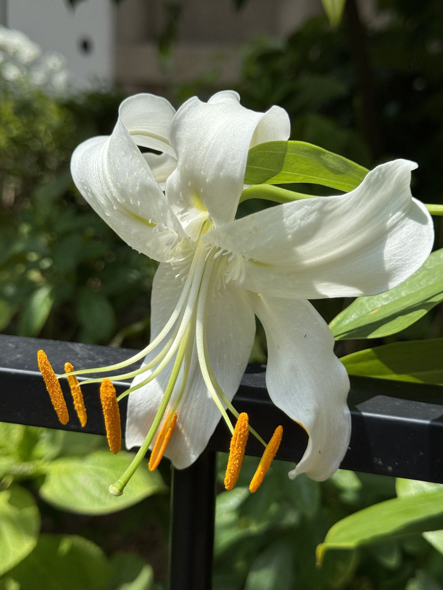 Lily❤️ URBAN GARDENS® Rare Mixed Rain Lily Bulbs Mix Color - Set of