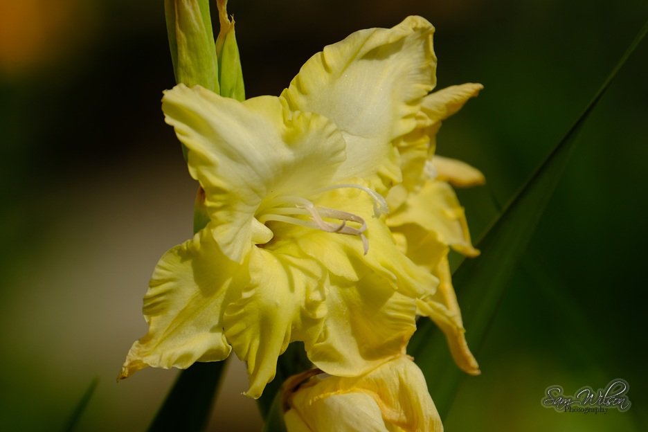 My yellow gladiolus #SundayYellow #NatureLovers