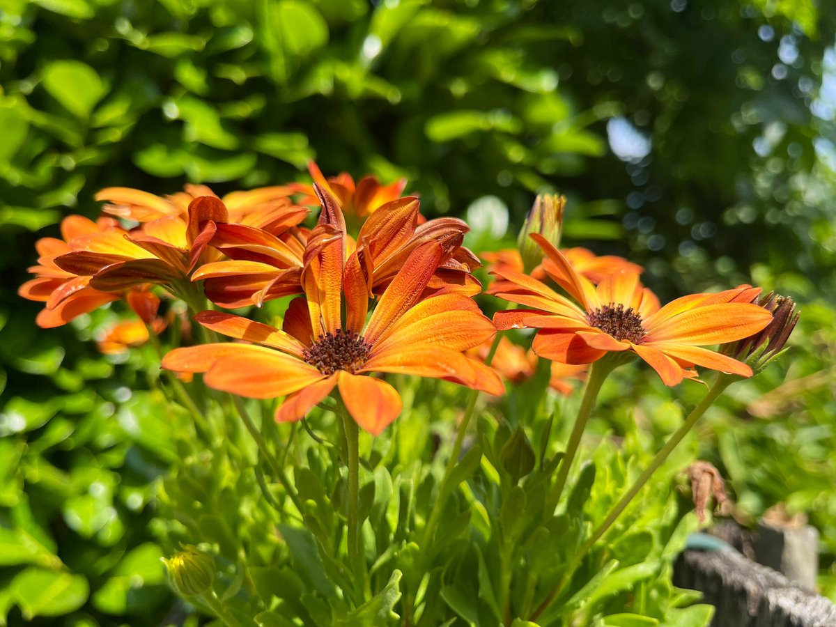 Goedemorgen beste TwiXers, een fijne dag toegewenst 👍👍