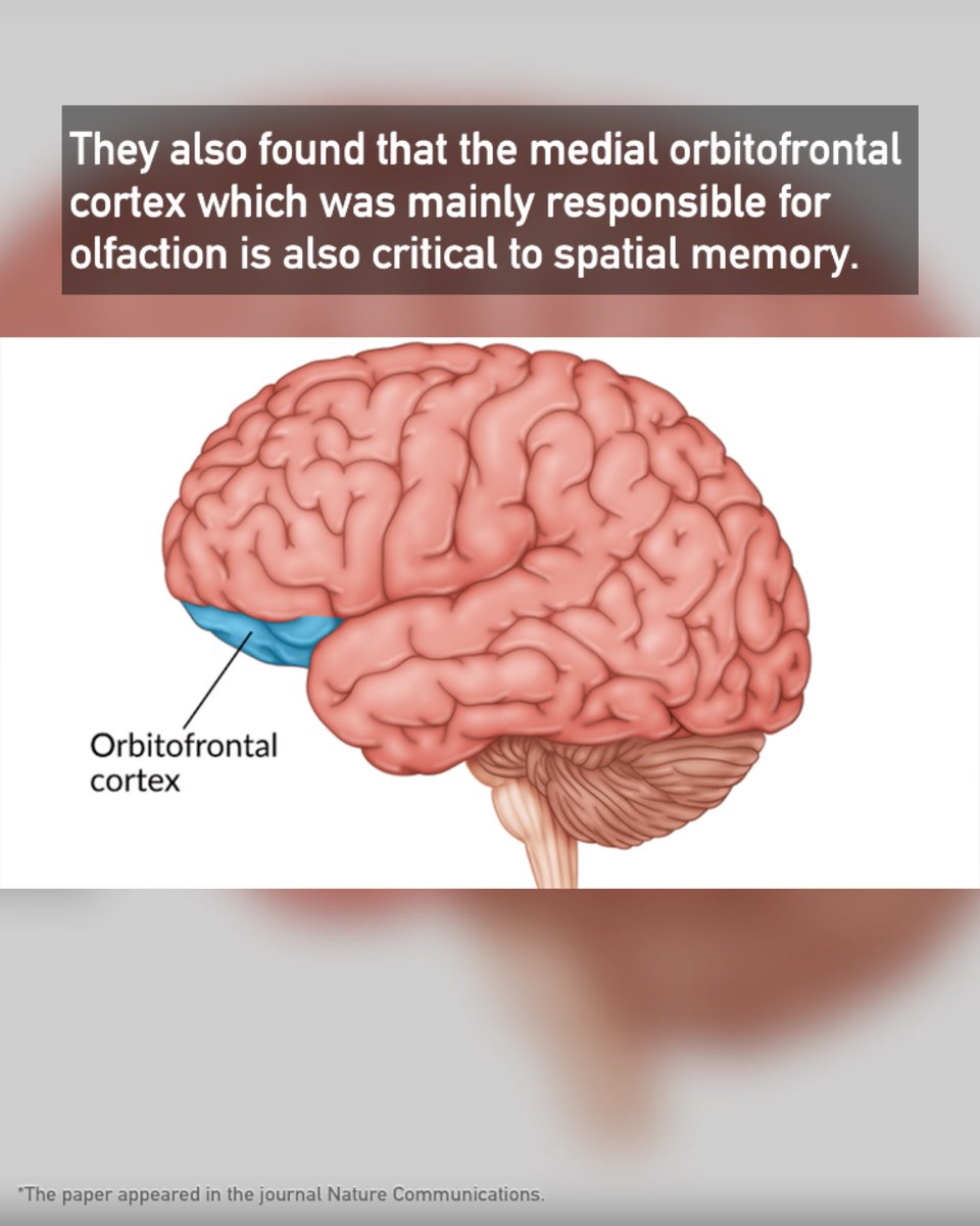 TFactionary's tweet image. Having a good sense of direction is linked with having a good sense of smell as well.
Read more on The Factionary. Link 🔗 below.
#anatomyandphysiology #brain #spatialmemory #direction #navigation #olfaction #facts #Factionary
wp.me/pba8gQ-H2