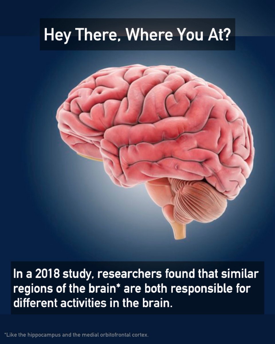TFactionary's tweet image. Having a good sense of direction is linked with having a good sense of smell as well.
Read more on The Factionary. Link 🔗 below.
#anatomyandphysiology #brain #spatialmemory #direction #navigation #olfaction #facts #Factionary
wp.me/pba8gQ-H2