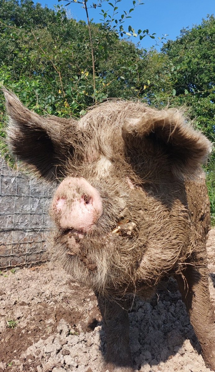Kim Rathbone (@rathbonekim) on Twitter photo Pigoneer Pig Of The Day Squidgy!
Extreme handsomeness alert!π
When it come to keeping cool and wallowing Squidgy is an expert. He goes for the all over factor 100 mud coverageπ
Join the Pigoneers help support the 98 rescue pigs Only Β£2,50/$2.50 a monthβ¬οΈ globalvegancrowdfunder.org/pigoneer-2000-β¦ Pigoneer Pig Of The Day Squidgy!
Extreme handsomeness alert!π
When it come to keeping cool and wallowing Squidgy is an expert. He goes for the all over factor 100 mud coverageπ
Join the Pigoneers help support the 98 rescue pigs Only Β£2,50/$2.50 a monthβ¬οΈ globalvegancrowdfunder.org/pigoneer-2000-β¦