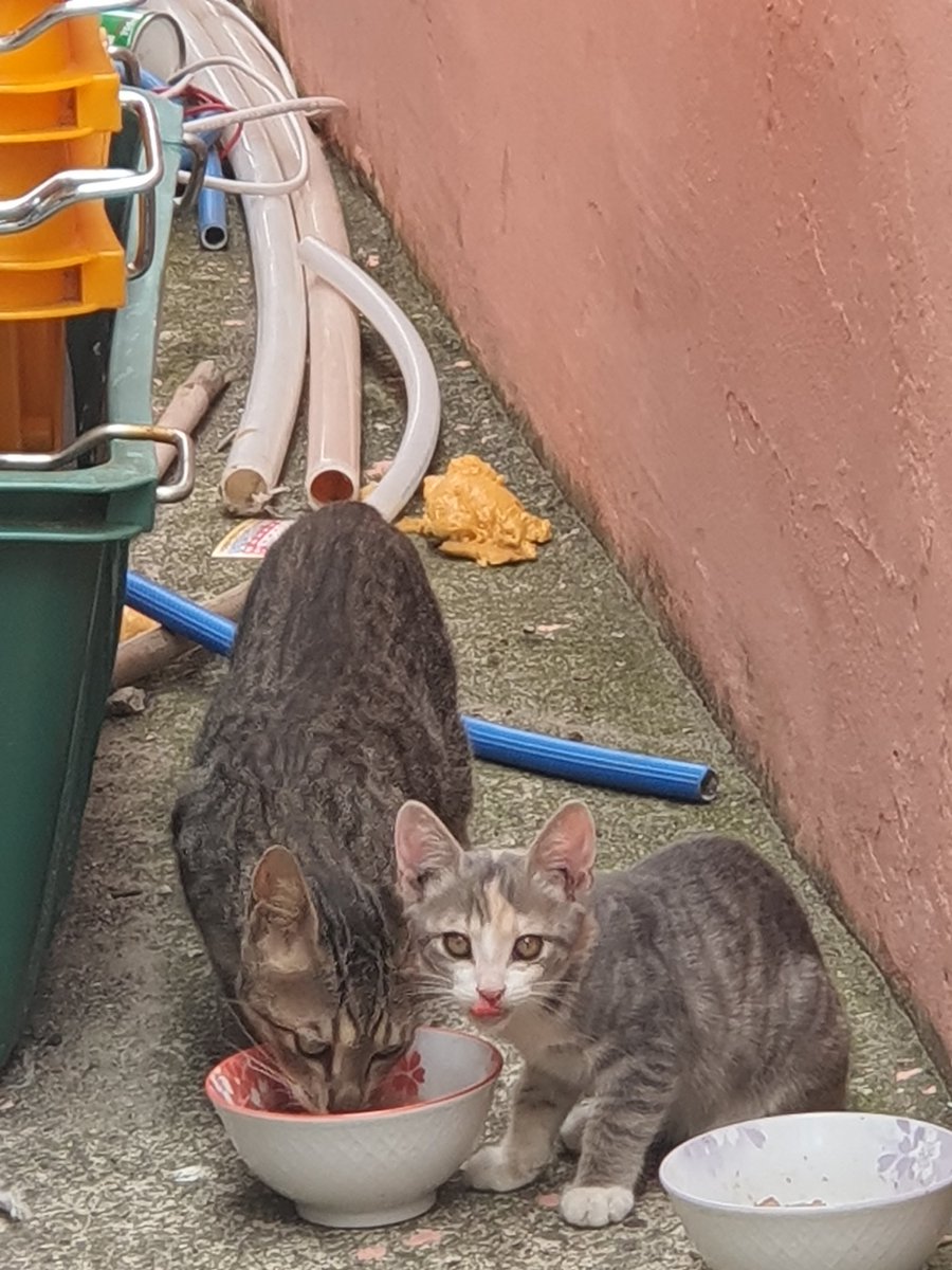 뒷마당에 나타난 어미와 아가냥
뇸뇸이 맛이뗘?