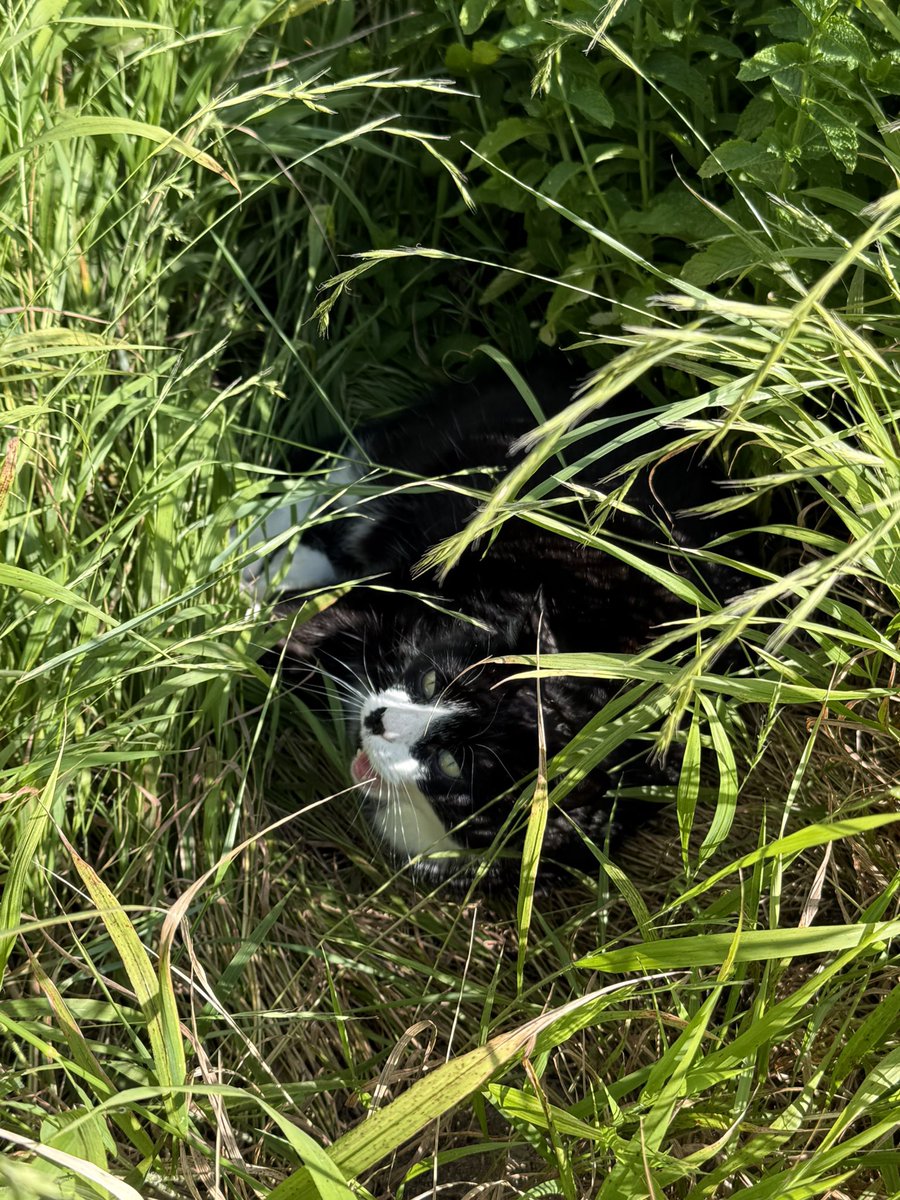 Happy Sunday🇨🇭
#hamradio
#shortwave