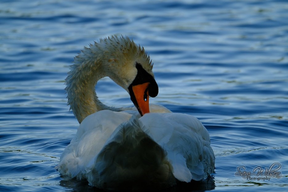 💖🦢 #Swanday #birds