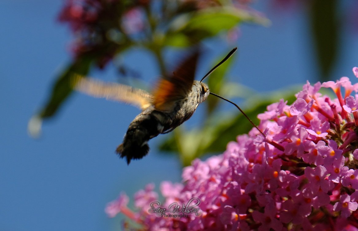 Had a hummingbird hawk moth visit my buddleia on Friday #NatureLovers #naturephotography