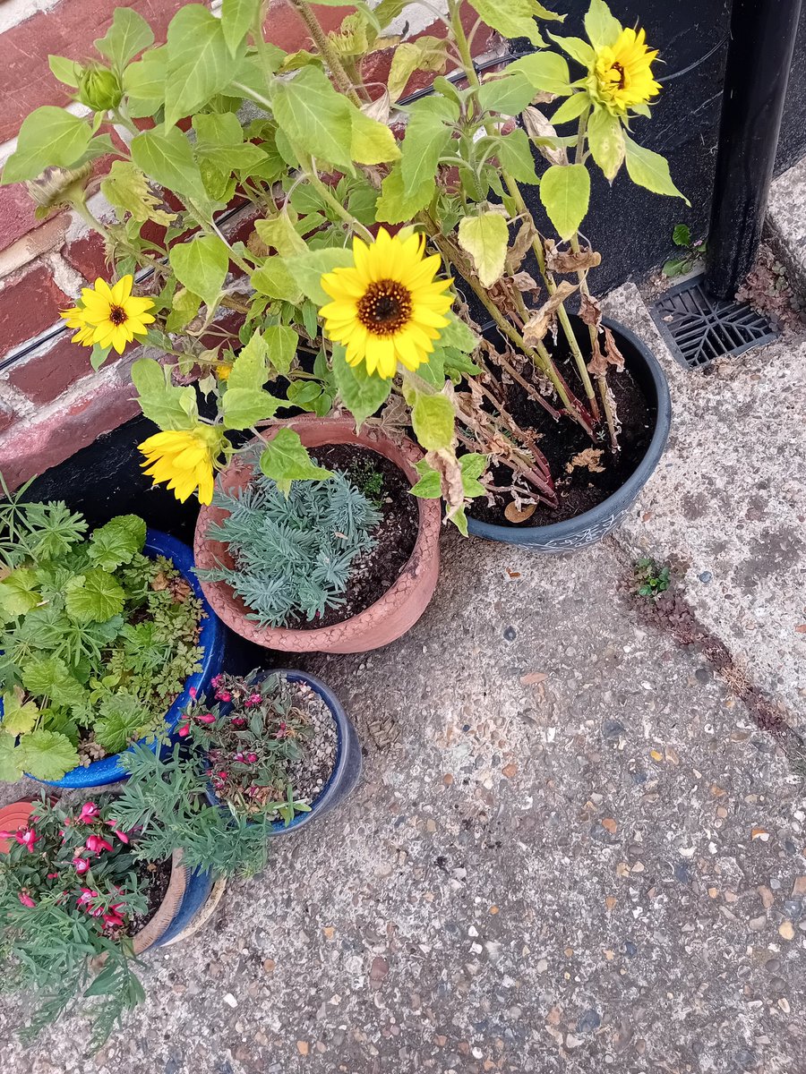 davidmorgan100's tweet image. Mini sunflowers enjoying the heat, #thankgoodnessforgardens