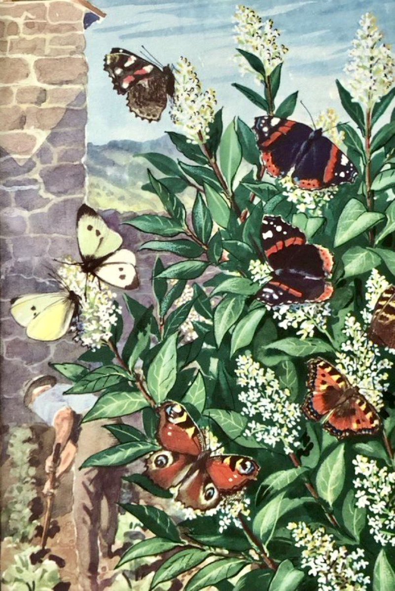 “The privet bush in blossom”
 Artist: CF Tunnicliffe

(What to Look for in Summer, 1960)