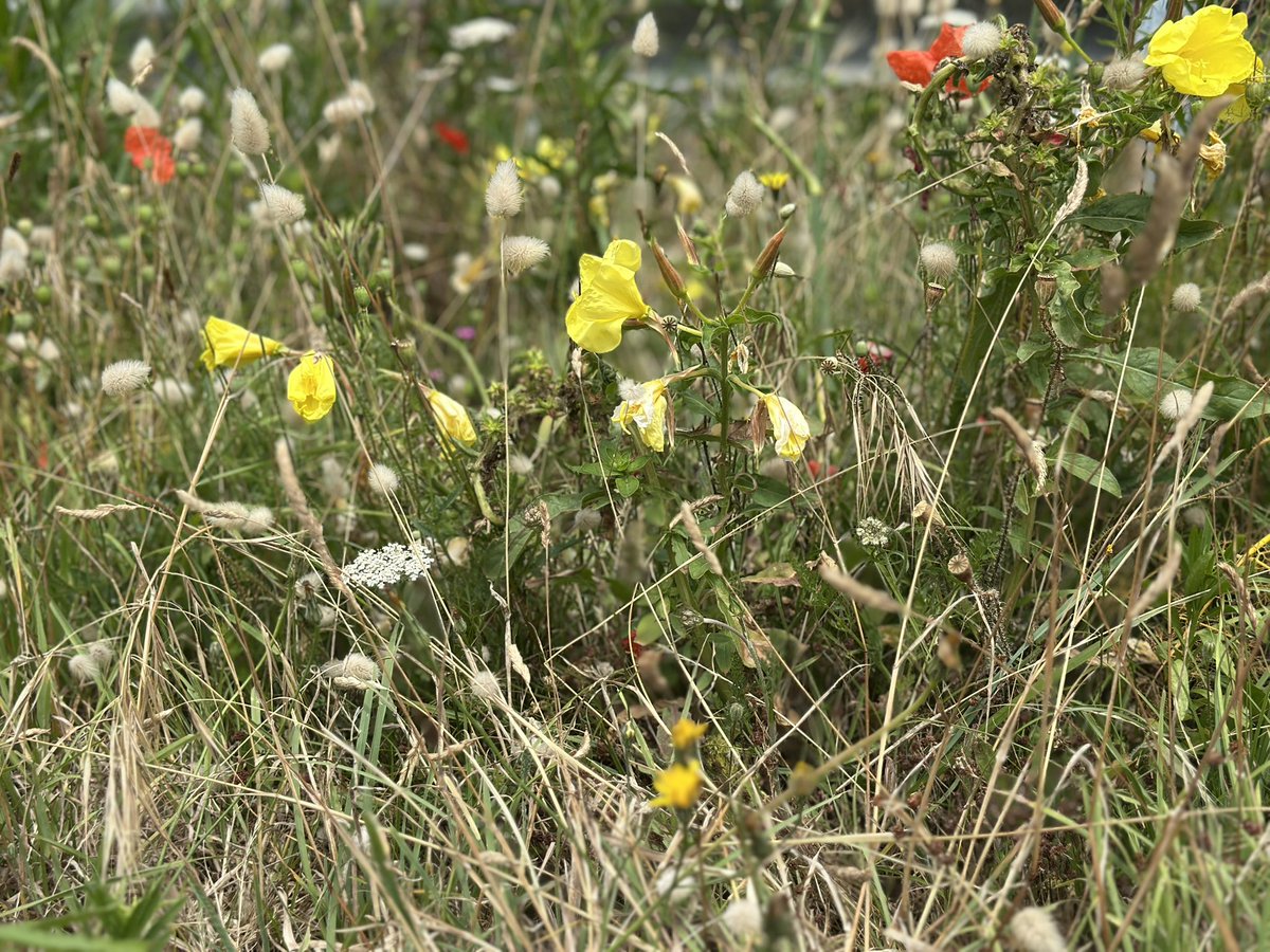 #London Weed pollen very high today