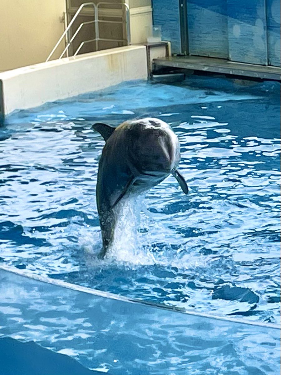 ビーナちゃんのぬいぐるみ
先週は体調が悪くて まだ残ってるかそわそわしましたが
無事にお迎え出来ました
かわいい 嬉しい ^ - ^
推しだけど 近くに行くと潜っちゃったりするから 一方通行…